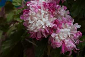 CHRYSANTHEMUM-24 (6)